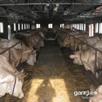 【泊头肉牛饲养管理-专业的肉牛场提供】价格,厂家,牛-搜了网