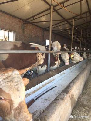 大眼妹《援疆日记》--走进四师可克达拉市的“牛”产业