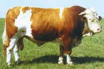 山区饲养肉牛可以吗 牛吃什么牧草/草料 _阿里伯乐产品中心